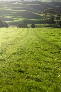 Green Grass Stock Photos