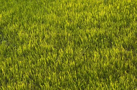 Green grass Fotos de archivo