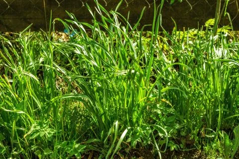 Green grass. Stock Photos
