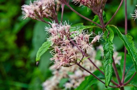 Green grass Stock Photos
