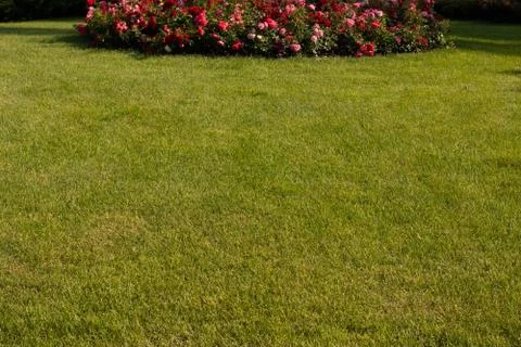 Green grass Stock Photos