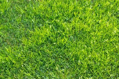 Green grass Foto stock