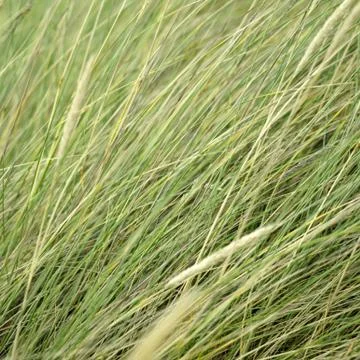 Green grass Stock Photos