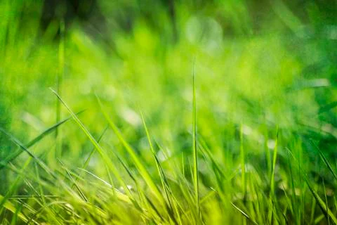 Green grass Foto stock