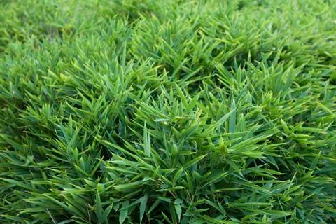 Green grass Foto stock