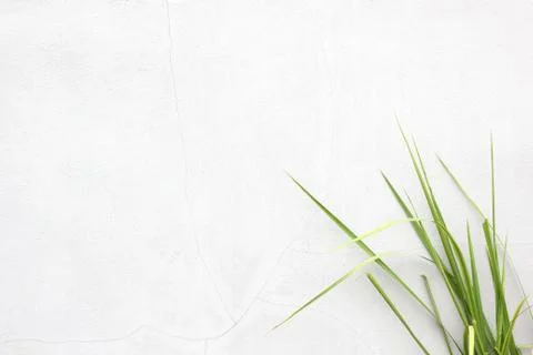 Green grass Stock Photos