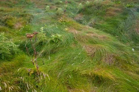 Green grass Stock Photos