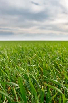 Green grass Stock Photos