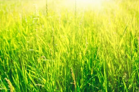 Green grass Stock Photos