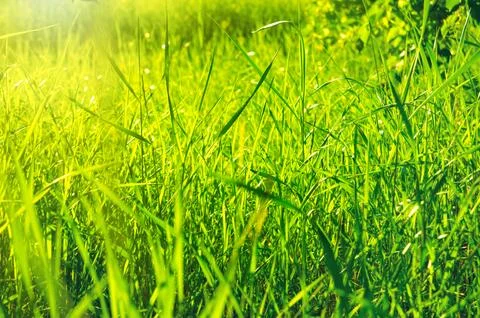 Green grass Stock Photos