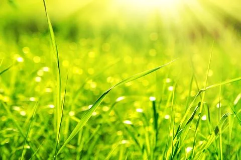 Green grass Stock Photos