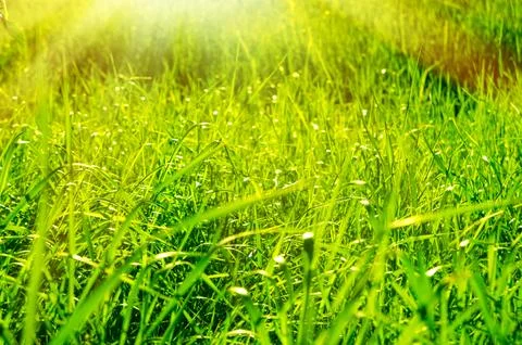 Green grass Stock Photos