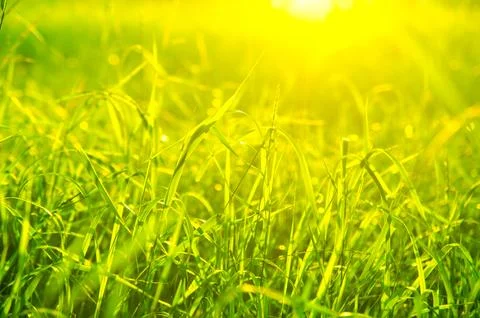 Green grass Stock Photos