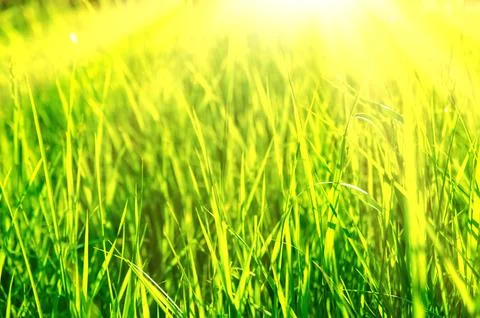 Green grass Stock Photos