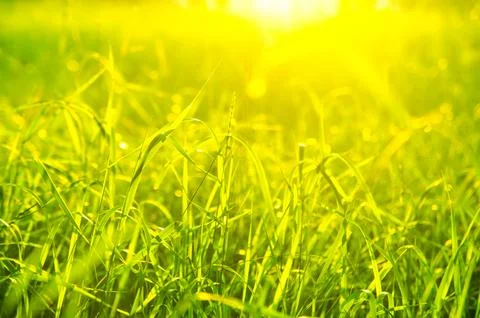 Green grass Foto stock