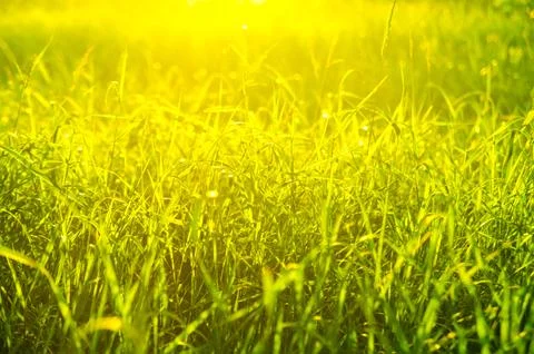 Green grass Stock Photos