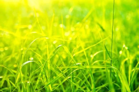 Green grass Stock-Fotos