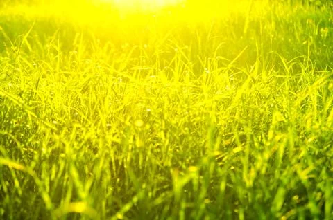 Green grass Stock Photos