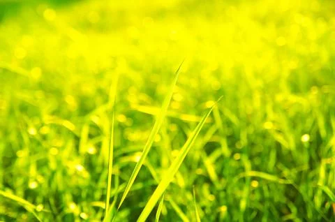 Green grass Stock Photos