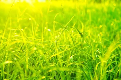 Green grass Stock Photos