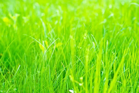 Green grass Stock Photos
