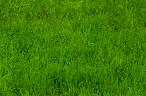 Green grass Stock Photos