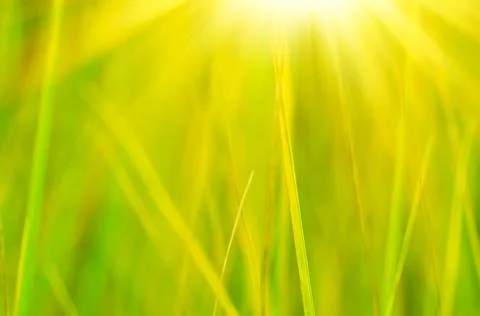 Green grass Stock Photos