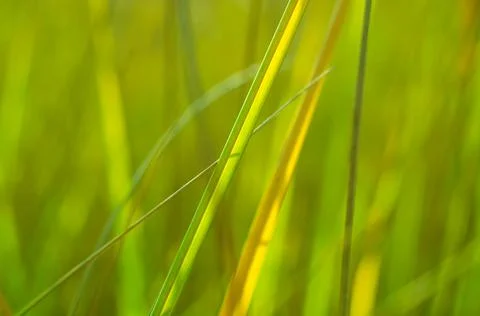 Green grass Stock Photos