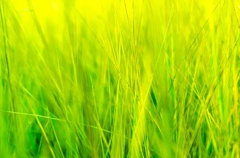 Green grass Stock Photos