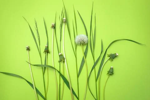 Green grass Stock Photos