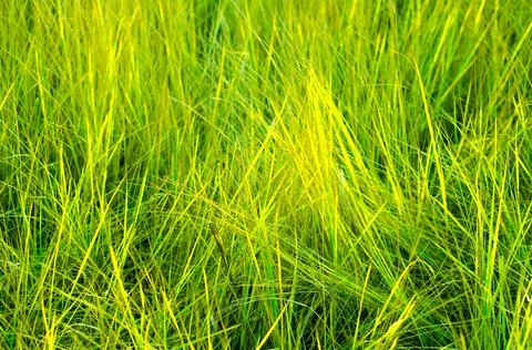 Green grass Stock Photos