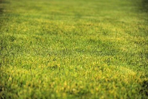 Green Grass Stock Photos