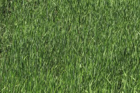 Green grass Stock Photos