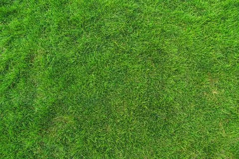 Green grass 스톡 사진