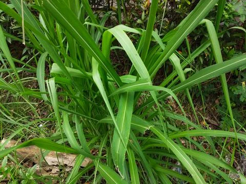 Green grass Stock Photos