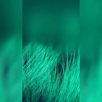 Green grass Stock Photos