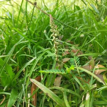 Green grass Fotos Stock
