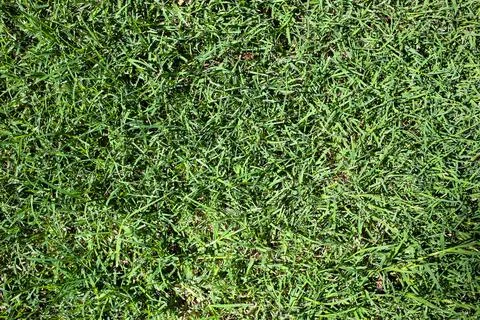 Green Grass Foto stock