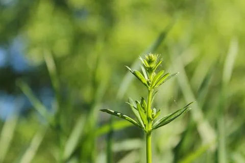 Green grass Foto stock