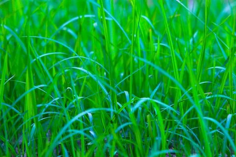 Green grass Stock Photos