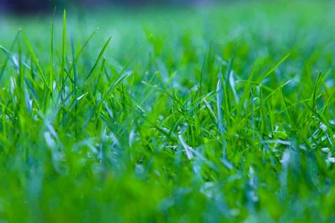 Green grass Stock Photos