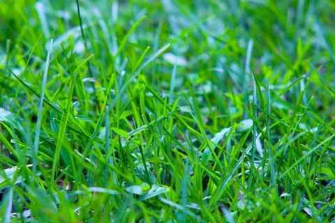 Green grass Stock Photos