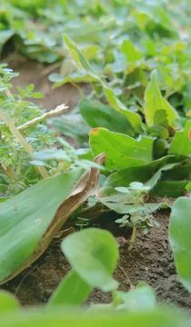 Green grass Stock Photos