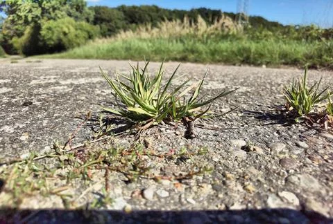 Green grass Stock Photos