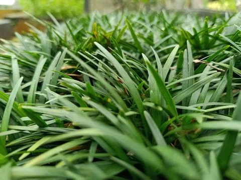 Green grass Fotos de archivo