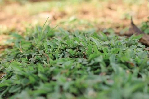 Green grass Stock Photos