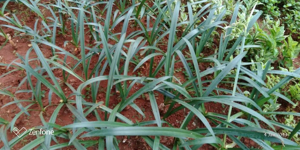 Green Grass  写真素材