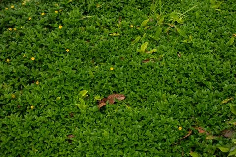 Green grass Foto stock