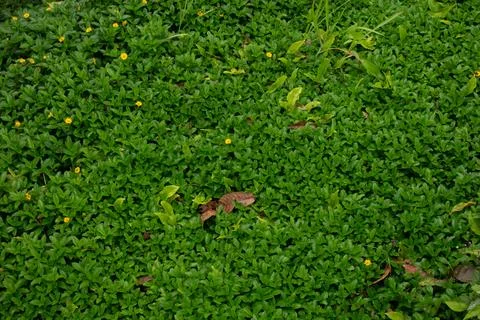 Green grass Stock Photos