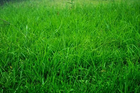 Green grass Stock Photos